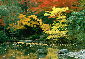 Japanese Garden in Fall
